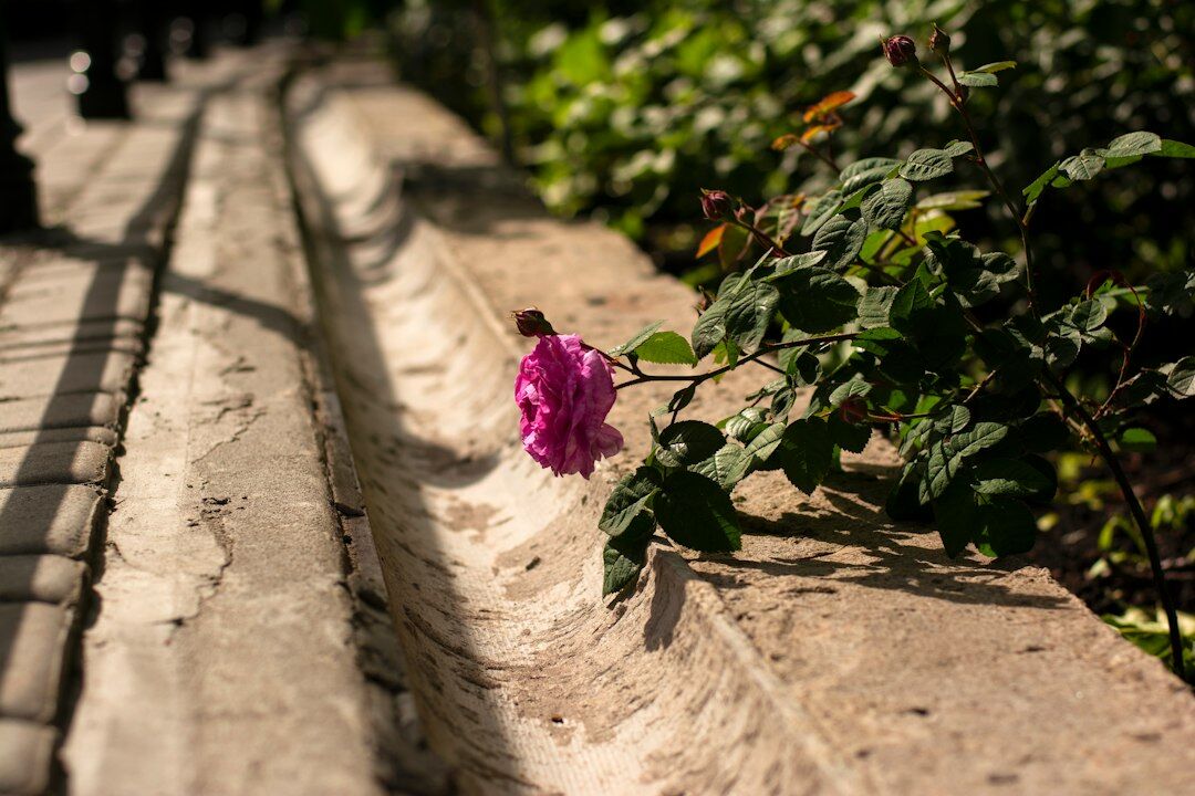 flowers growing in concrete
